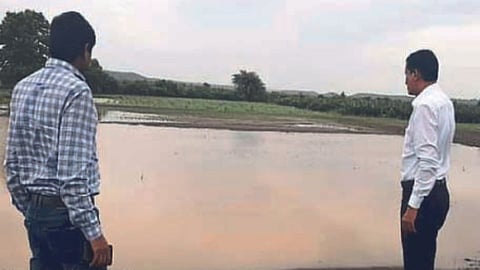 Crops hit due to water logging in fields