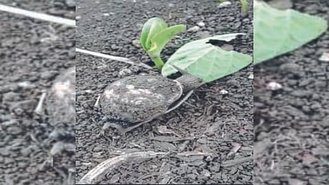 2,750 hectares of soybean affected by snail infestation