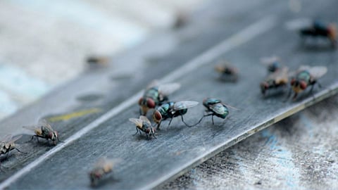 Flies