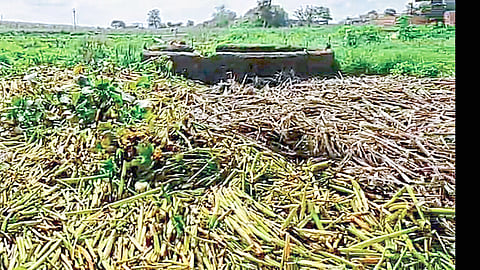 Panveli that came with water in the field of farmer named shantaram