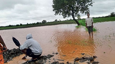 Akola Rain damage farmers crop