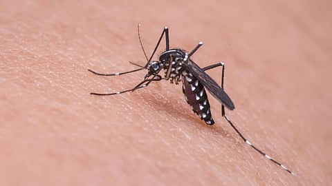 Mosquito latest marathi news