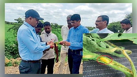 Nanded farmer soybean crop pest management