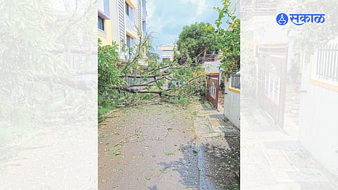 Uprooted tree fallen in Sivaganga Society.