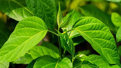 Diabetes Control Tips