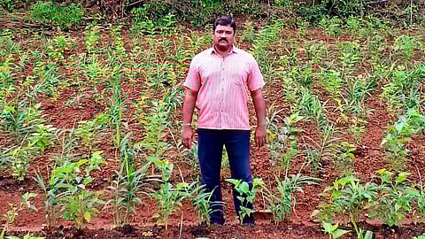 7 एकर क्षेत्रात तुतीची लागवड; कोकणी माणसं साकारणार आता रेशीम शेती