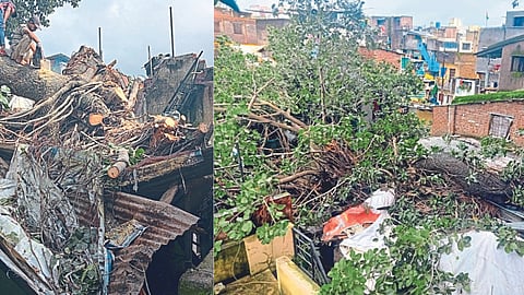 Tree fell on houses, Damage to houses