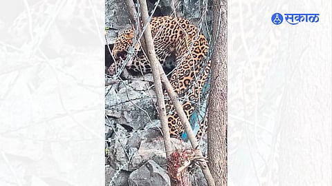 leopard news