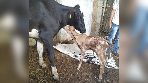 Birth of first Gir breed Kalvadi through transplantation Rahuri Agricultural University