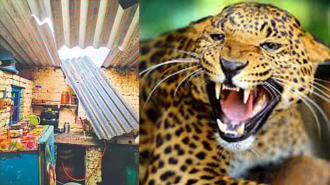 Leopard News