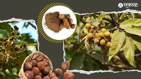 Make homemade shampoo conditioner and hair mask using reetha