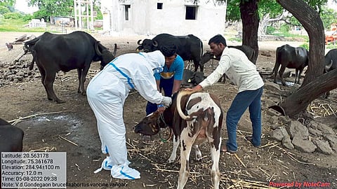 Aurangabad Vaccination of Animals