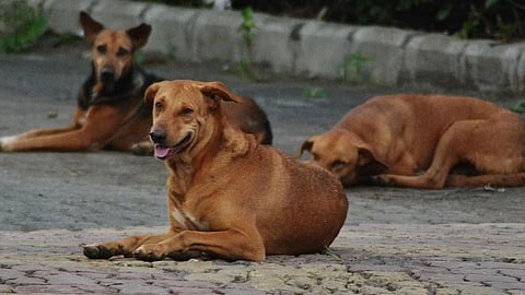 sterilization of dogs