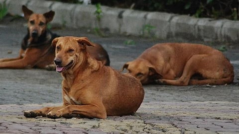 sterilization of dogs