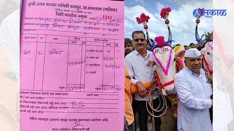 A pair of white Khillar bullocks were sold for Rs 3 & half lakhs at Nampur