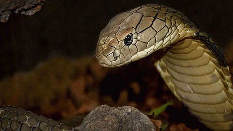 Nag panchami 2022 Save Snakes