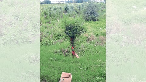 Ganja Tree Near Toll Plaza