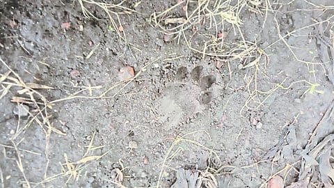 Leopard footprints in the farm