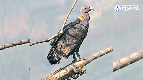 Operation Jatayu Forest Department's efforts to bring back vultures