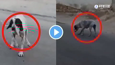 Viral