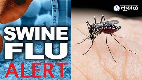 Increasing Cases of Swine Flu & Dengue news