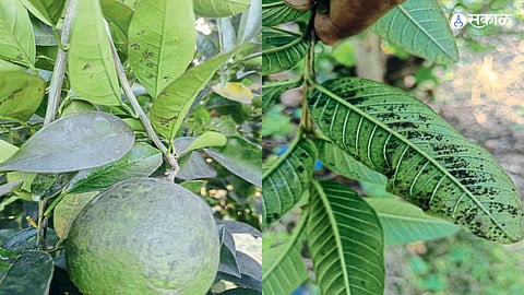 Nagpur Agriculture crop loss