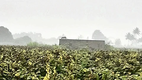 A leopard standing on the roof of a bungalow in Ujani Shivara.