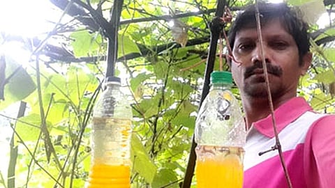 PHOTO : शेतकऱ्याची कमाल! YouTube च्या मदतीने फळमाशीसाठी बनवला सापळा