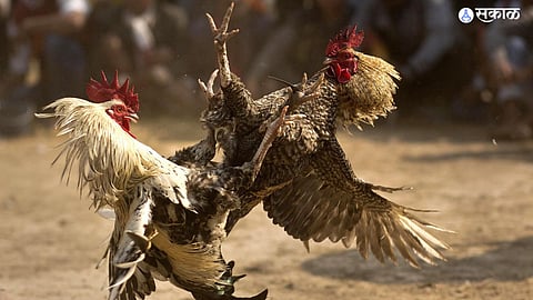 Cockfighting Sports