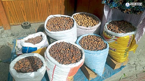 Kargil Kashmir international market agriculture product export economy