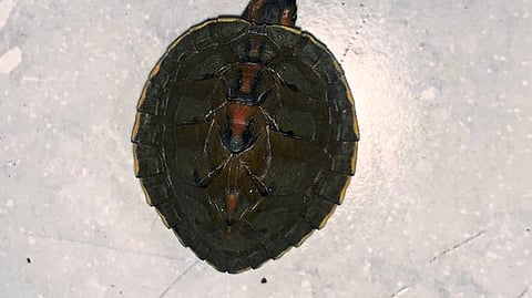 Tortoise