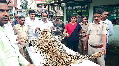 Conservator of Forests Pankaj Garg, Forest Range Officer Ketan Biraris along with four smugglers of leopard skins were arrested along with the goods.