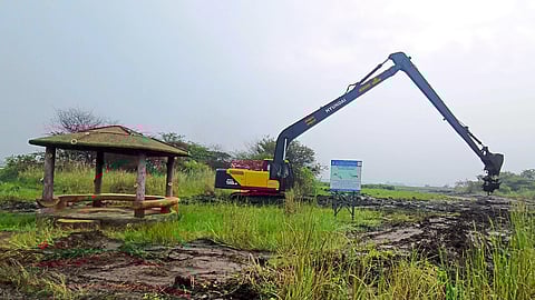 typha eradiction work in progress