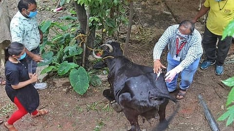 Lumpi vaccination reference image