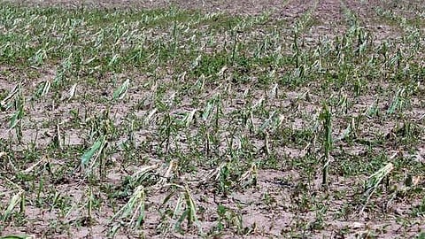 agriculture damage