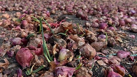 onion crop damage reference image
