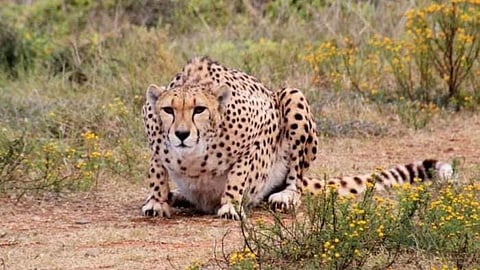Cheetah