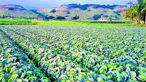 Cabbage from Kashinath Shewale's farm at khamkheda