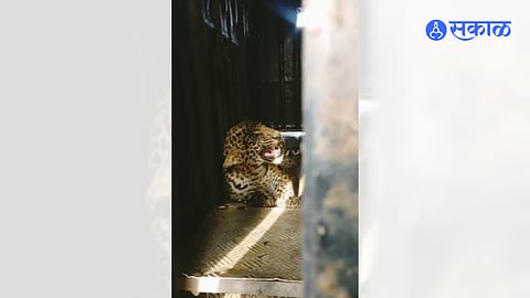 leopard caught