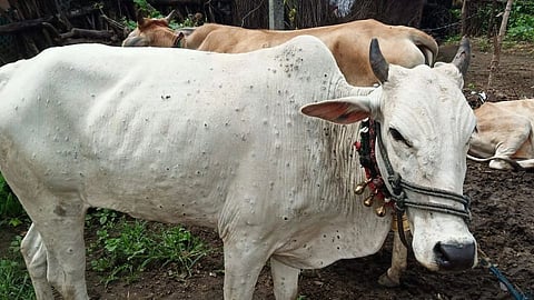 Lumpy skin disease farmers are waiting for treatment animal doctor health 