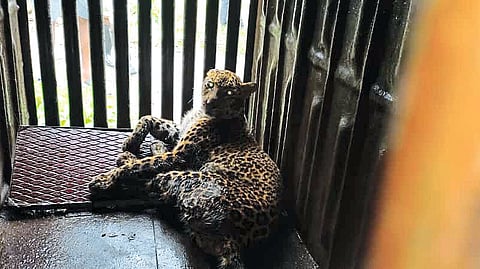 Leopard jailed by forest department.