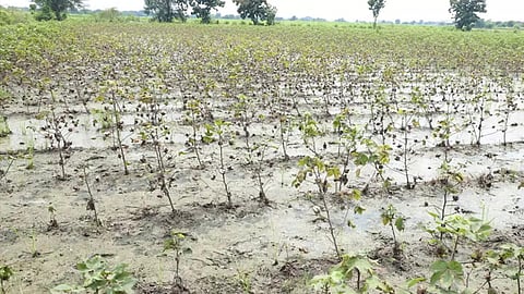 Wet Drought