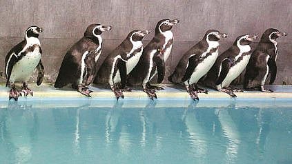 Veer Jijamata Bhosle Park and Zoo 19 crore for Penguins four years mumbai