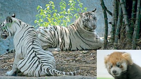 darjeelings padmaja naidu himalayan zoological park recognised best in india