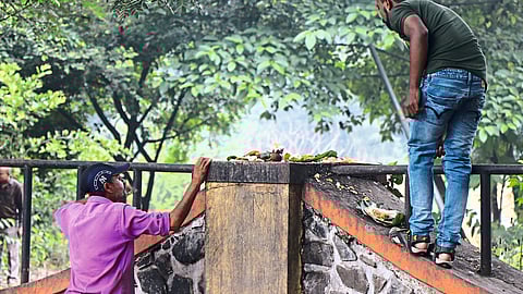 Ramkund Tapovan are getting crowded for kakasparsha