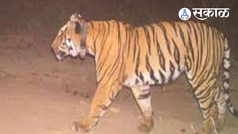 bhandara tiger captured