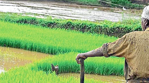 crops after harvest
Report the damage within 72 hours