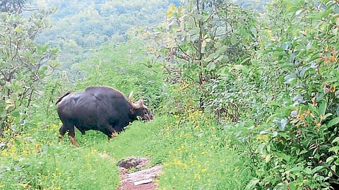 अणुस्कुरा घाटामध्ये वावर असलेले हे गवे त्या परिसरामध्ये फिरत