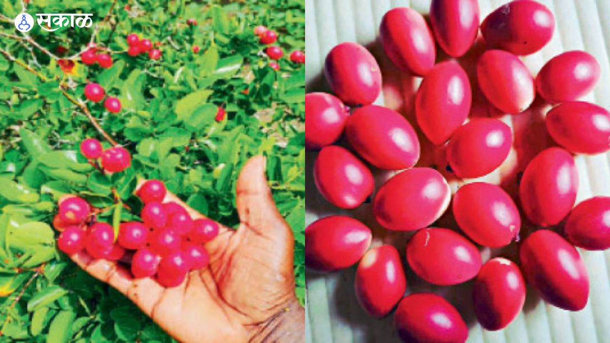 Hingoli farmer new experiment pink karvand fruit