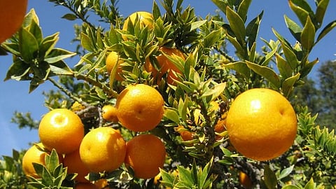 Nagpuri orange